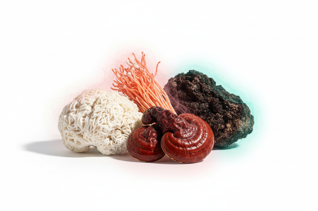 Šta je 4 Mushroom blend, za koga je i kako deluje?