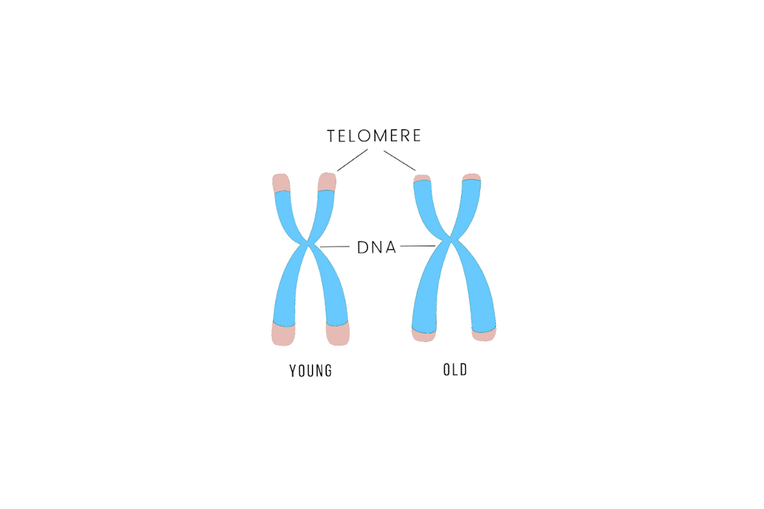 Telomere, delovanje NMN