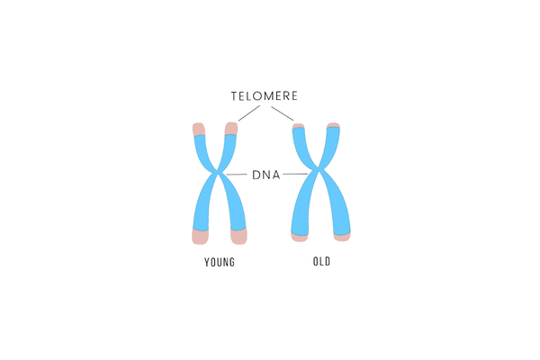 Telomere, delovanje NMN