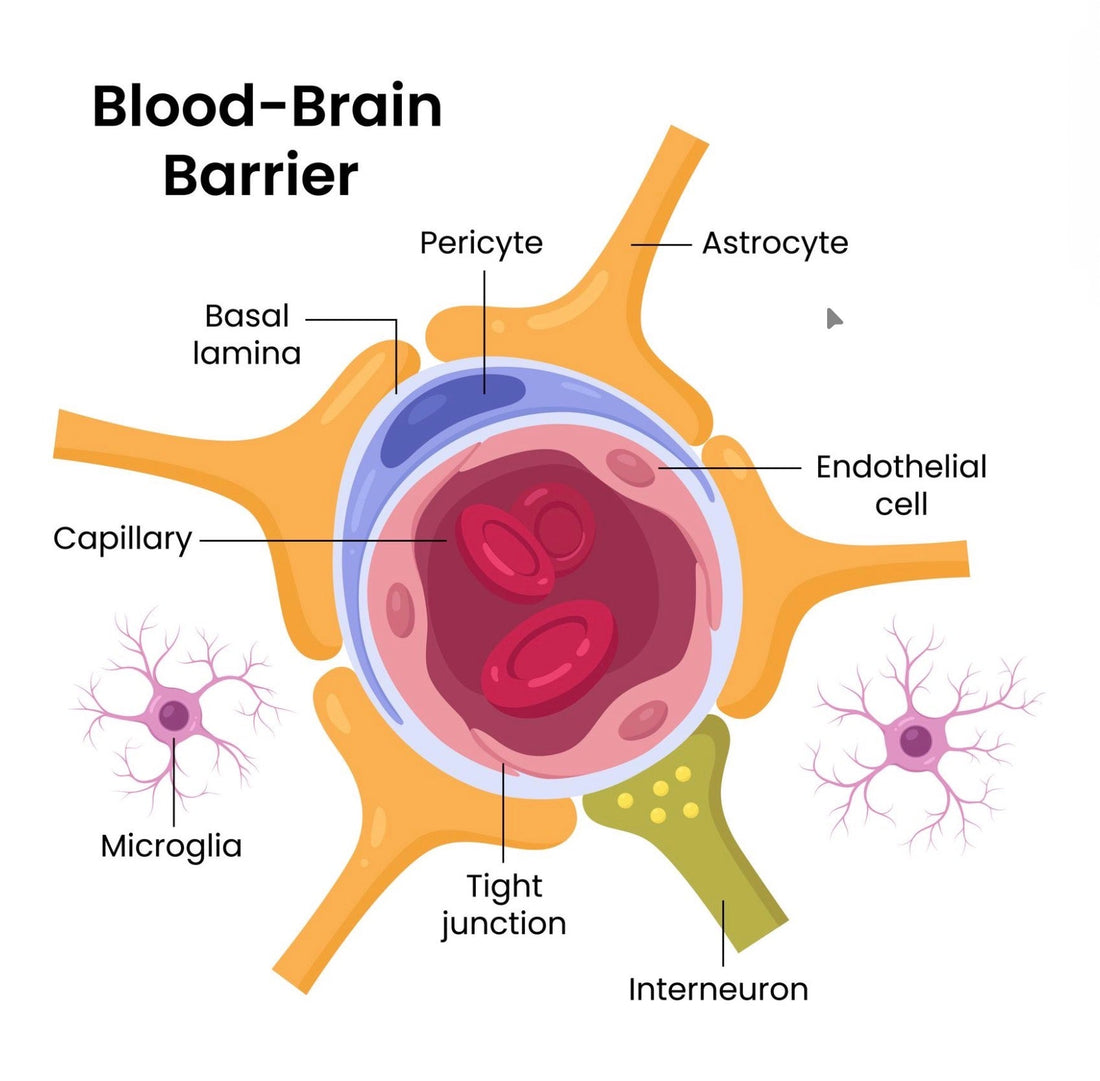 Najbolji magnezijum za mozak: Zašto tvoj fokus zavisi od ovog minerala?
