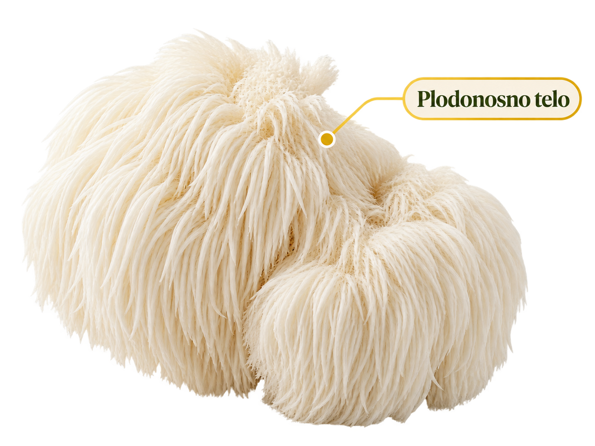Samo plodonosno telo gljive